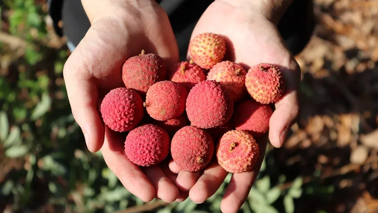 Hands of holding Lychee
