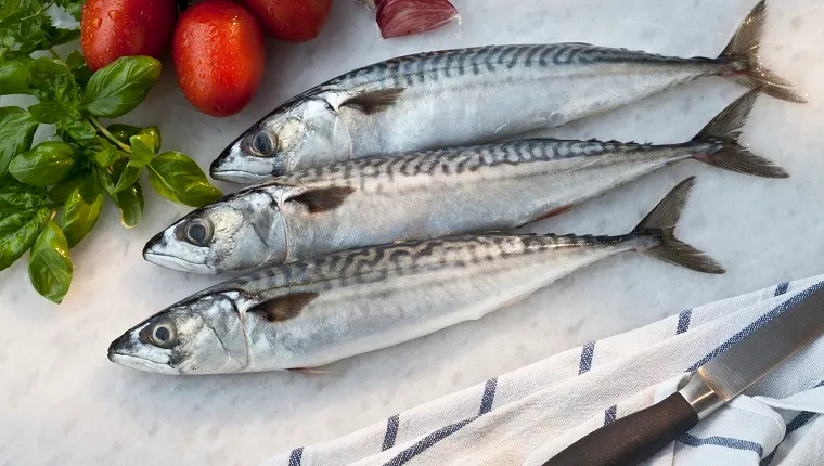 Can dogs 2025 eat raw mackerel