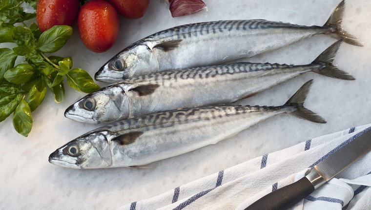 Fresh mackerels