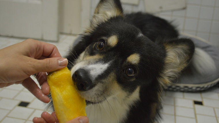 Dog eating mango. Inspired in the brazilian expression "o cao chupando manga"