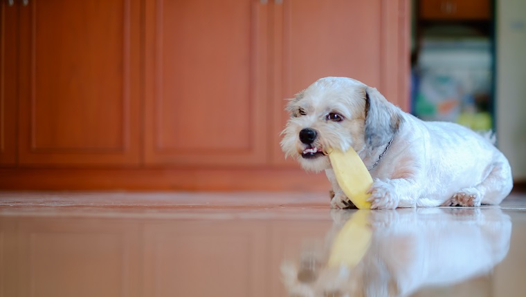 Cutely white short hair Shih tzu dog is happy to gnaw at a mango seed at home for pet concept