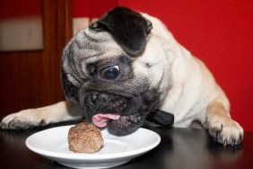 Funny and cute pug dog with bow tie tried to eat a meatball