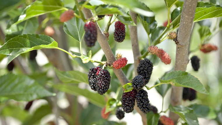 Close-up of ripening fruit on a miniature mulberry tree.