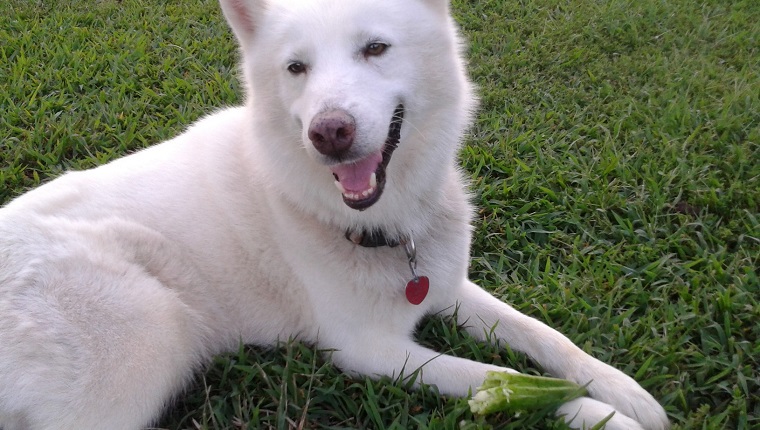 smiling white dog