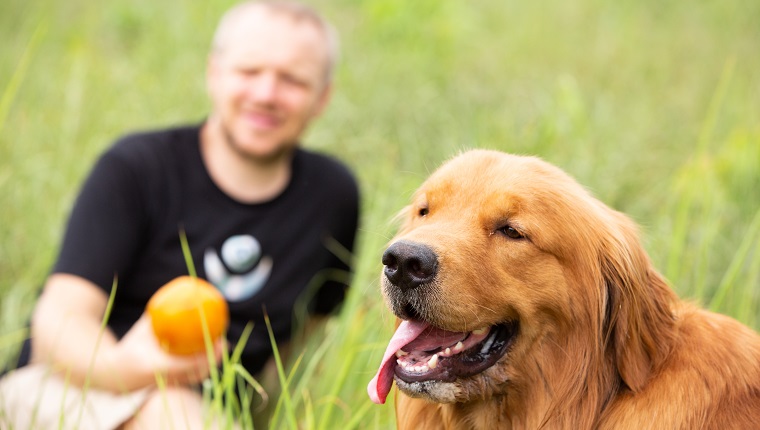 Is papaya hotsell safe for dogs