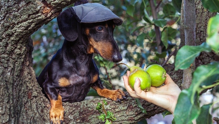 Can Dogs Eat Pears Are Pears Safe For Dogs Photo Inspiration