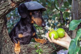 portrait of a dog (puppy) in a cap, breed dachshund black tan, in a vegetable garden looks at a hand with pears. Harvesting