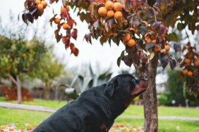 Beautiful domestic pet sitting under the persimmon tree in fruit garden, adorable dog looking at autumn fruit harvest. Amazing autumn landscape and cute puppy concept. High quality photo