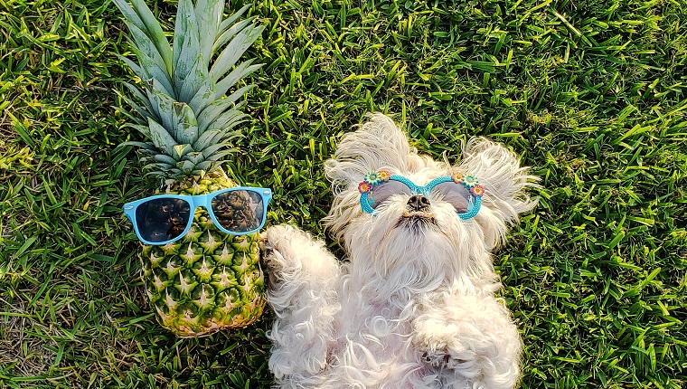 are dried pineapples bad for dogs