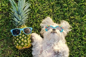 Dog And Pineapple With Sunglasses On Field