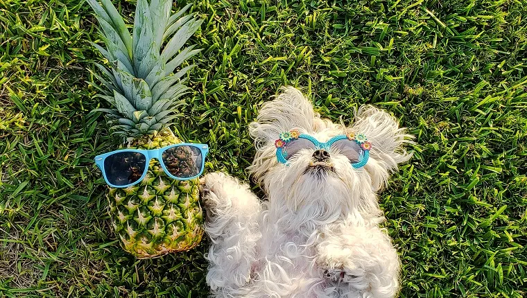 Dog And Pineapple With Sunglasses On Field