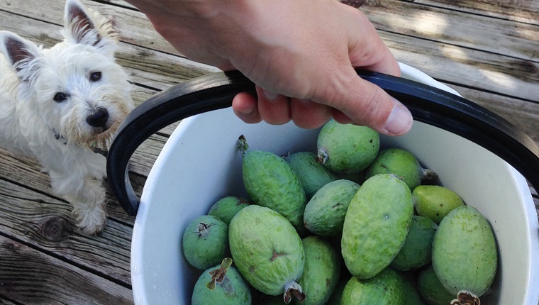 Hand holding a bucket of feijoas harvested from a home orchard, with a west highland terrier westie dog watching. Photographed in New Zealand, NZ.