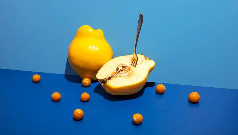Yellow Quince and ground cherries (Physalis) with fork on the blue background