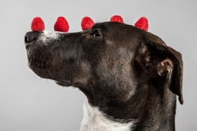 dog with raspberries on head and nose