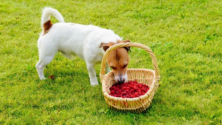 Jack Russell Terrier stealing berries