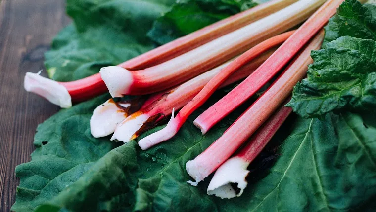 Freshly harvested rhubarb on a wooden table