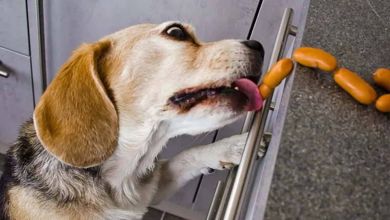 A naughty Beagle, a dog, steals sausages in the kitchen from a table