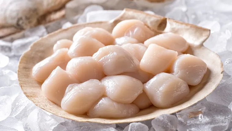 Fresh raw scallops in shell on a bed of ice.