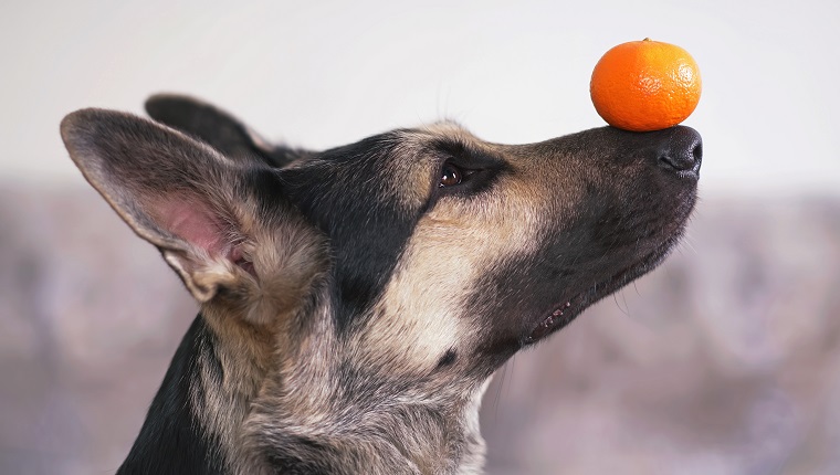 can-dogs-eat-tangerines-are-tangerines-safe-for-dogs-dogtime