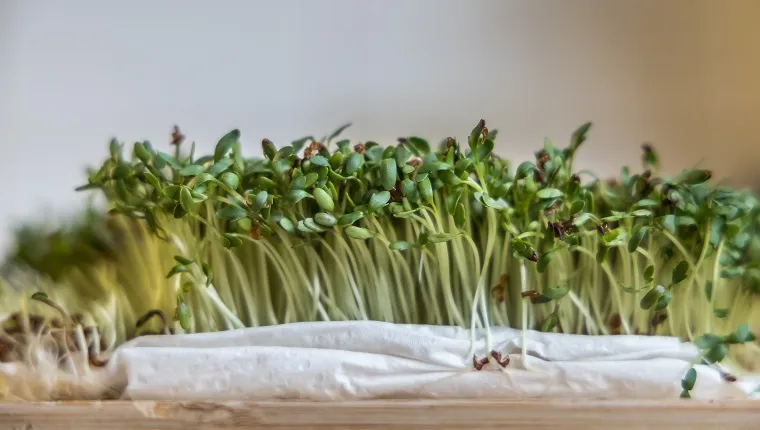 Close up of watercress sprouts, Brussels, Belgium