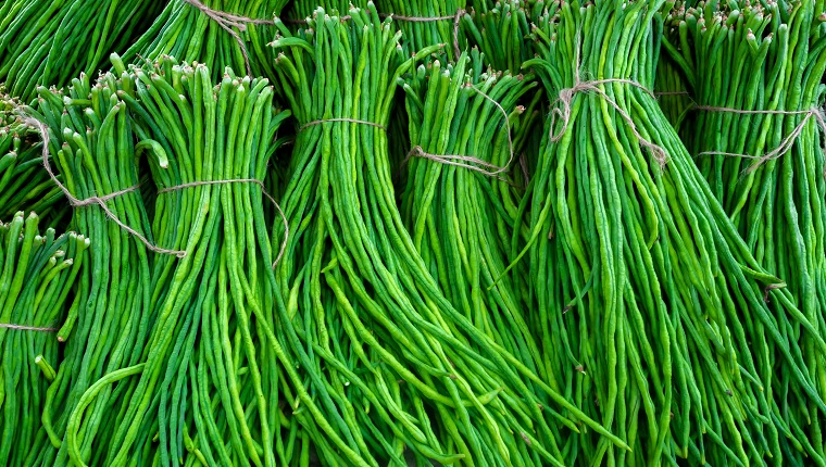 A group of Asparagus Bean or Long yard bean fresh green vegetable bundles ready for sale to market.