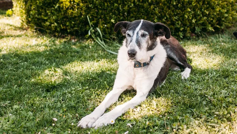 senior dog resting on the grass