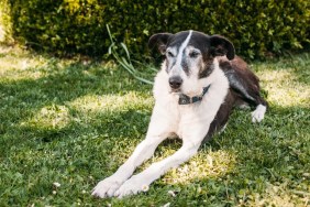 senior dog resting on the grass with Canine Cognitive Dysfunction or dementia