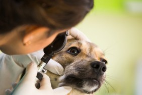 Closeup of a dog having eye control at veterinary office