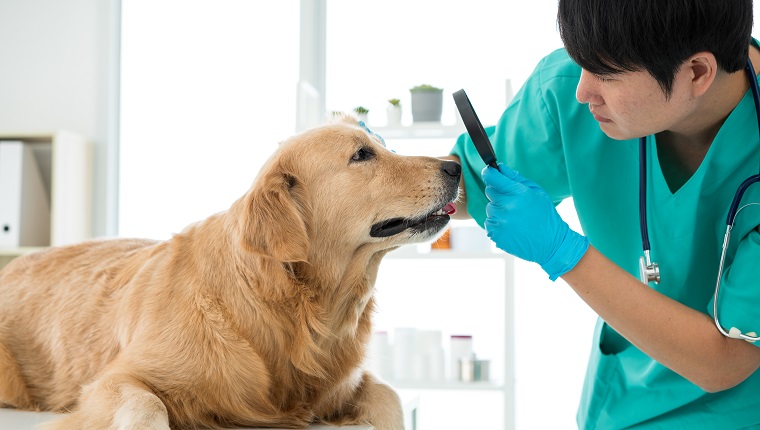 The vet is checking the eyes of the Golden Retriever dog in the hospital examination room.