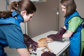 A female veterinarian and her assistant prepare to give a small dog an X-ray.