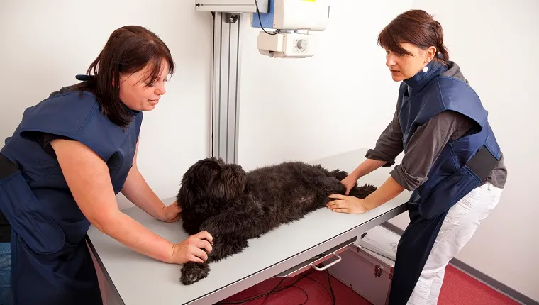 A veterinarian preparing a dog for a x-ray examination