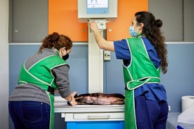 Rear view of Caucasian women wearing protective face masks and lead aprons as they hold dog lying on its side for set of x-rays in animal hospital.
