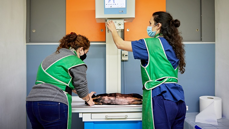 Rear view of Caucasian women wearing protective face masks and lead aprons as they hold dog lying on its side for set of x-rays in animal hospital.