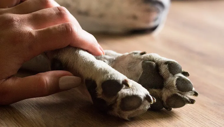 Hands holding paws dog are taking shake hand together while he is sleeping or resting