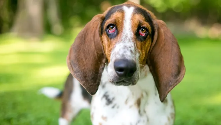 A Basset Hound dog with ectropion or drooping eyelids