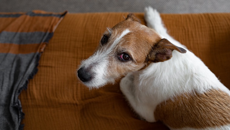 Conjunctivitis, an inflammation of the lining of the dog's eye. Red eye or pink eye.