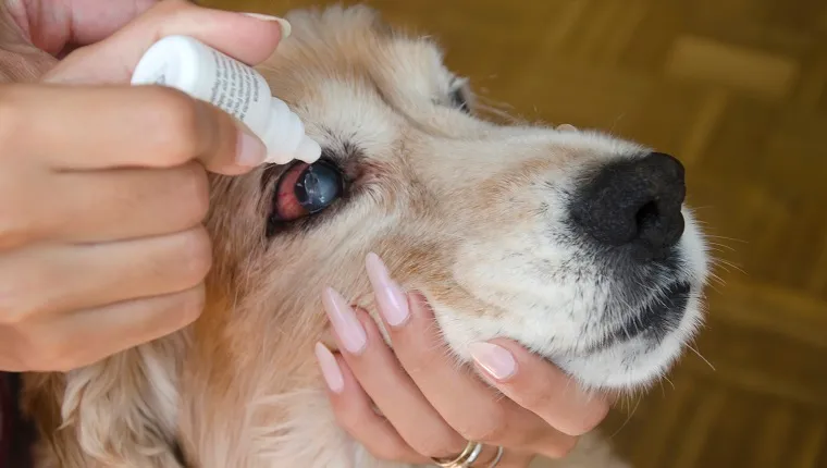 Women instills a therapeutic drop in the eyes of a dog