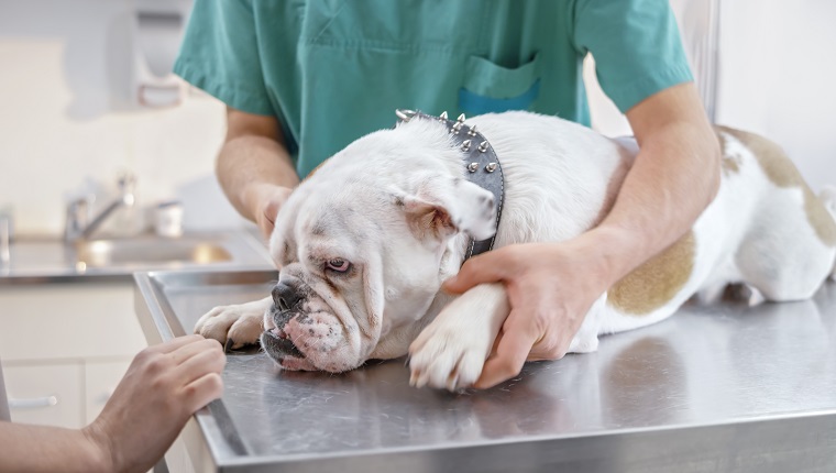 Veterinarian checking paws of an English Bulldog lying on examination table in office with its owner standing right next to it.