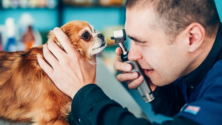 Side view of veterinarian doctor examining dog's eye through ophthalmoscope.