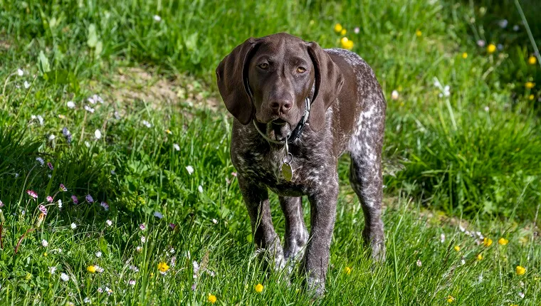 Braque Francais (Braque francais), dog stands in meadow, Austria