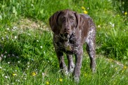 Braque Francais (Braque francais), dog stands in meadow, Austria
