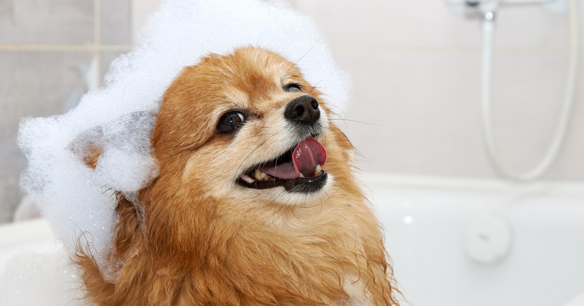 Everything You Should Know About Dog Shampoo