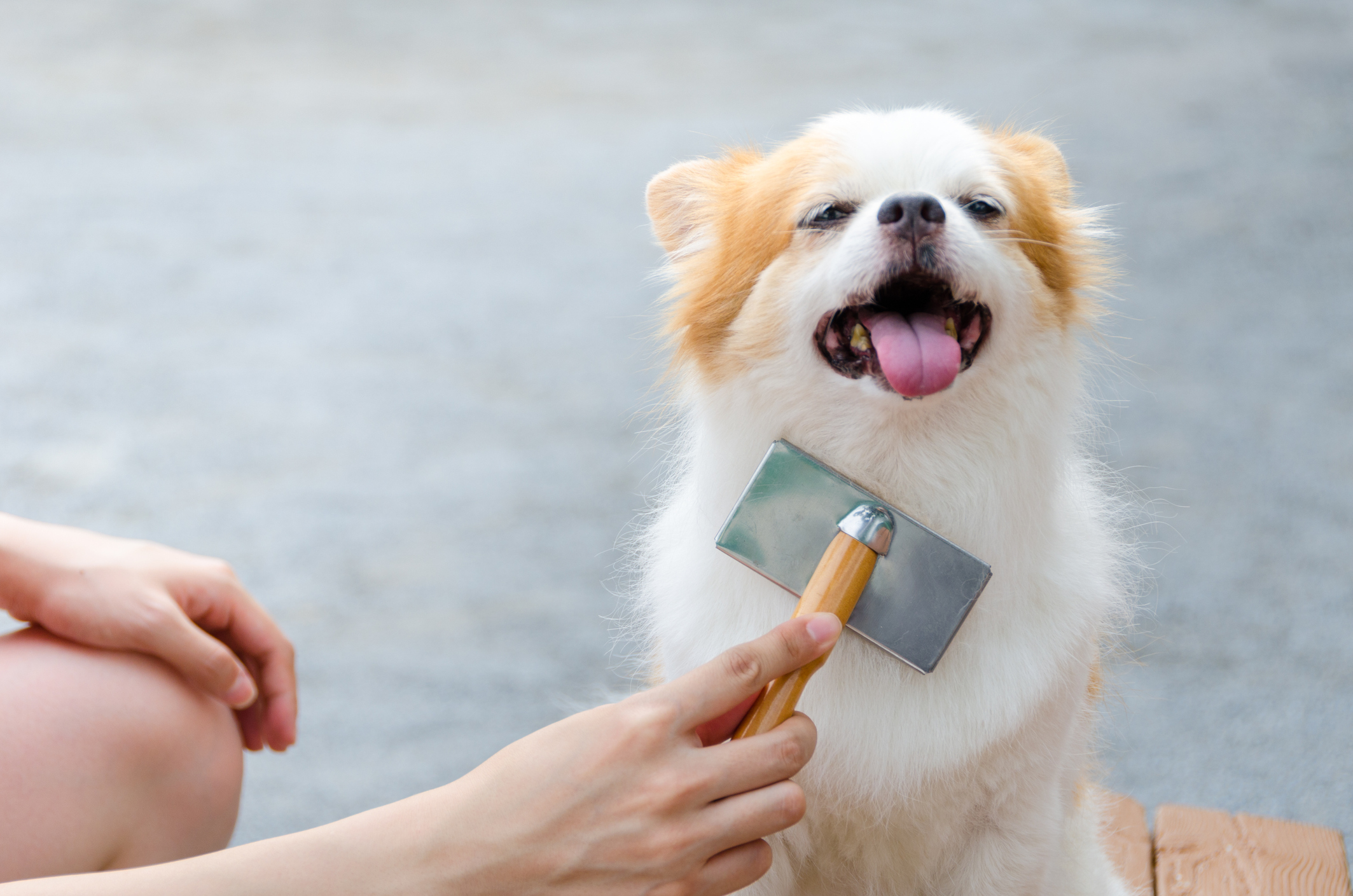 Dog coat outlet brush