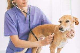Veterinarian with a stethoscope examining dog for heart murmur.
