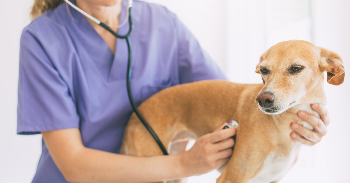 Heart Murmur in Dogs: Symptoms, Causes, & Treatments