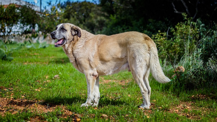 what is a rafeiro do alentejo breed dog