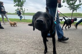 dogs walk at chicago's bark 2022 even