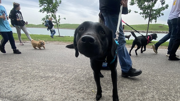 dogs walk at chicago's bark 2022 even