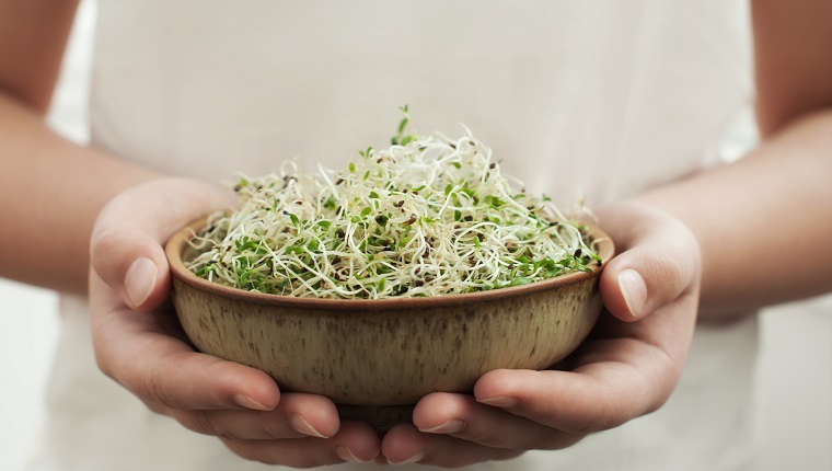 can-dogs-eat-alfalfa-sprouts-are-alfalfa-sprouts-safe-for-dogs-dogtime