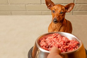 The owner's hand holds a bowl of meat in front of the dog's muzzle. Feeding a pet. Taking care of an animal. Natural food for the dog.
